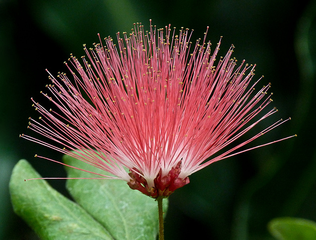 Dwarf Powder Puff