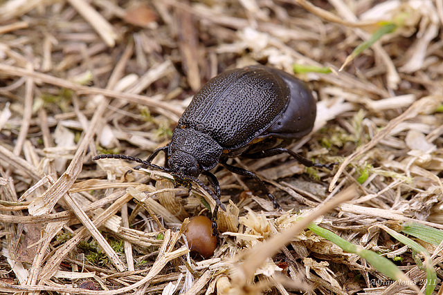 Galeruca tanaceti female.