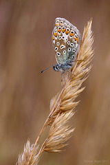 common_blue_006