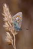 common_blue_007