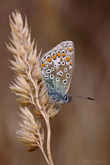 common_blue_007