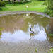 Isle of Man 2013 – Duck ponders about a pond