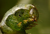 Dot Moth Caterpillar.  (Melanchra persicariae)