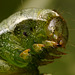 Dot Moth Caterpillar.  (Melanchra persicariae)