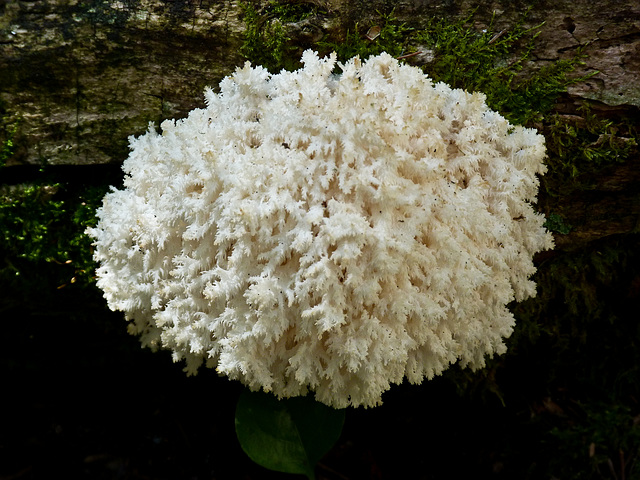 Comb Tooth fungus / Hericium coralloides