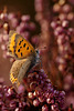 small_copper_004