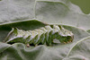 Dot Moth Caterpillar.  (Melanchra persicariae)