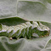 Dot Moth Caterpillar.  (Melanchra persicariae)