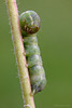 Noctuid Moth Larva.