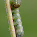 Noctuid Moth Larva.