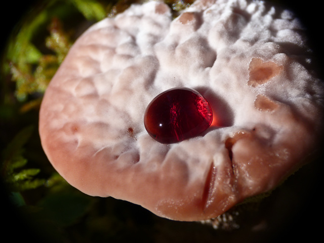 Strawberries & cream - fungus!