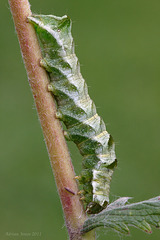 Dot Moth Caterpillar (Melanchra persicariae)