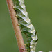 Dot Moth Caterpillar (Melanchra persicariae)