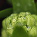 Hyacinth bud with raindrops