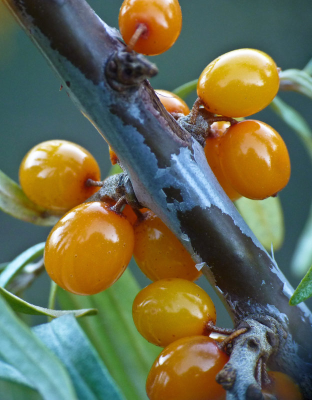 Sea Buckthorn berries