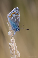 Common Blue Butterfly.