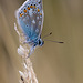 Common Blue Butterfly.