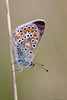 Common Blue Butterfly.