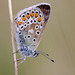 Common Blue Butterfly.