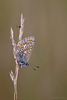 Common Blue Butterfly.