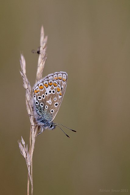 Common Blue Butterfly.