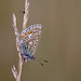 Common Blue Butterfly.