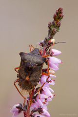 Forest Bug (Pentatoma rufipes).