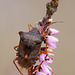 Forest Bug (Pentatoma rufipes).