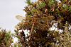 Brown Hawker Dragonfly (Aeshna grandis).