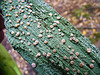 Fairy puke / Icmadophila ericetorum