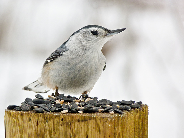 White-breasted Nuthatch