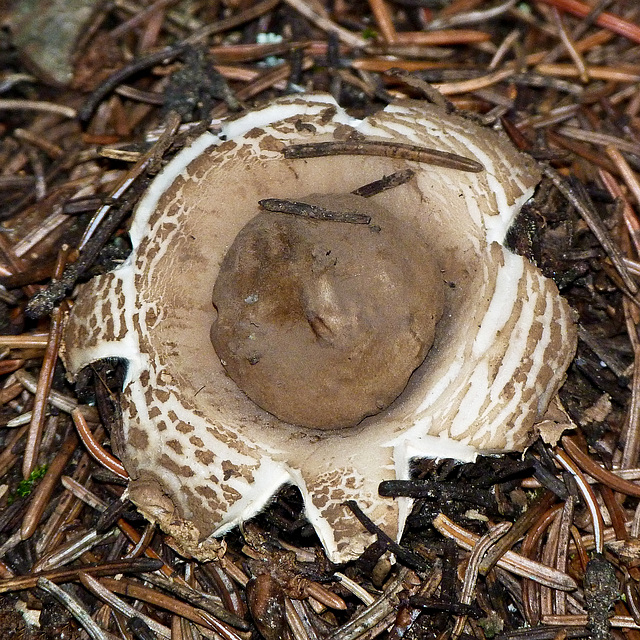 Earth Star fungus