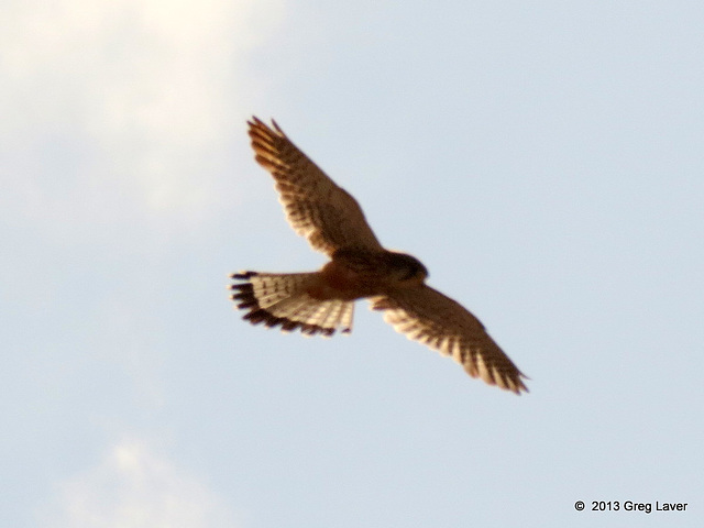 Kestrel in flight