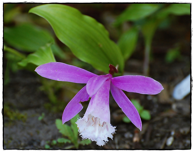 Pleione formosana / Tibetan Orchid