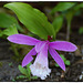 Pleione formosana / Tibetan Orchid