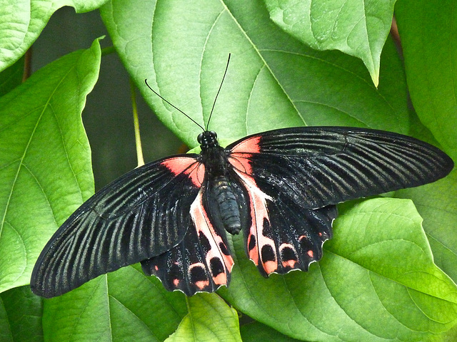 Scarlet Mormon / Papilio rumanzovia