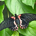 Scarlet Mormon / Papilio rumanzovia