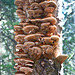 Fungi decoration