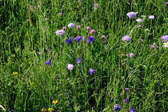Prairie printanière- Knautia et Ancolies Prairie printanière- Knautia et Ancolies