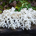 Comb tooth fungi / Hericium coralloides