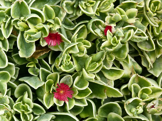 Aptenia cordifolia Syn. Mesembryanthemum cordifolium