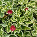Aptenia cordifolia Syn. Mesembryanthemum cordifolium