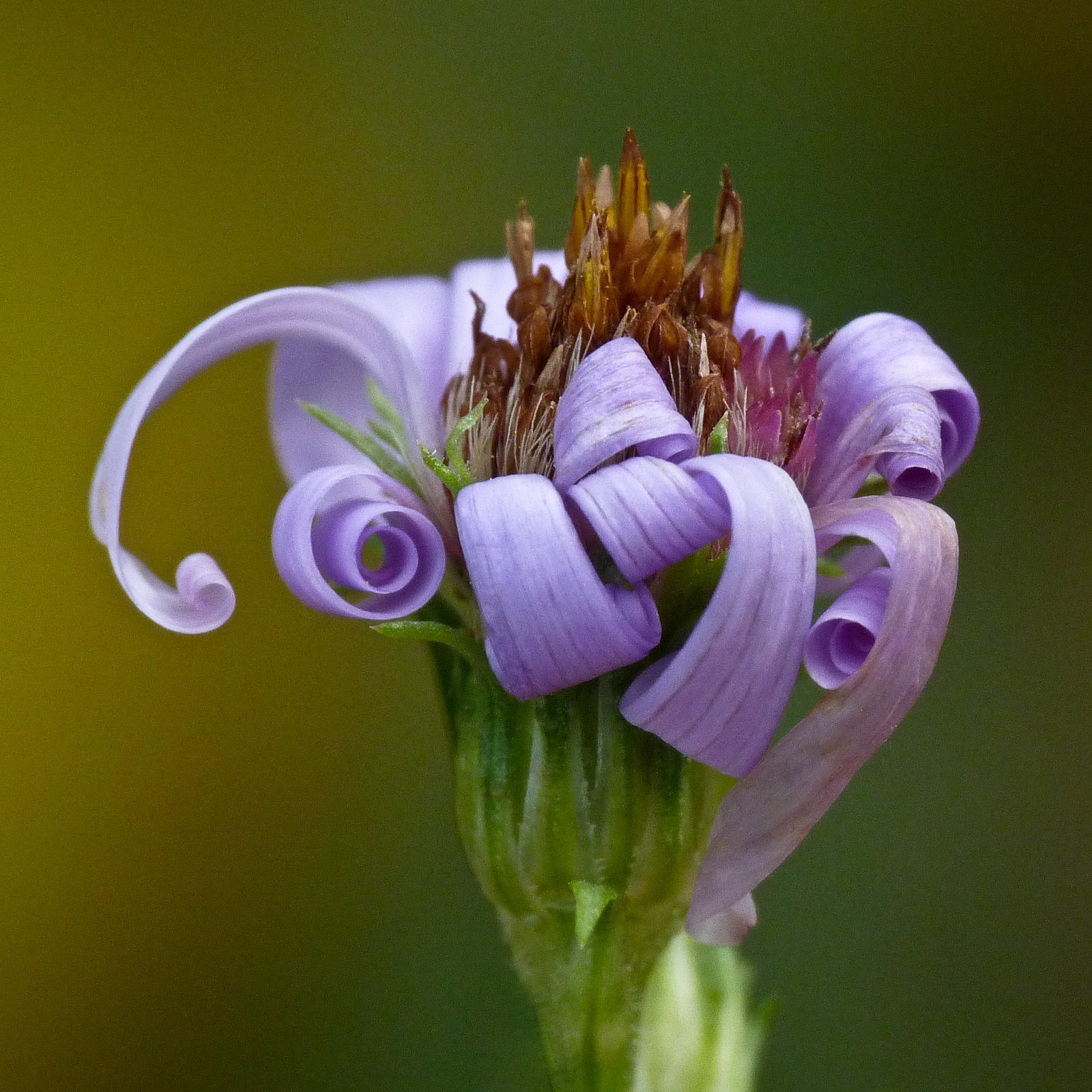 Natural curls