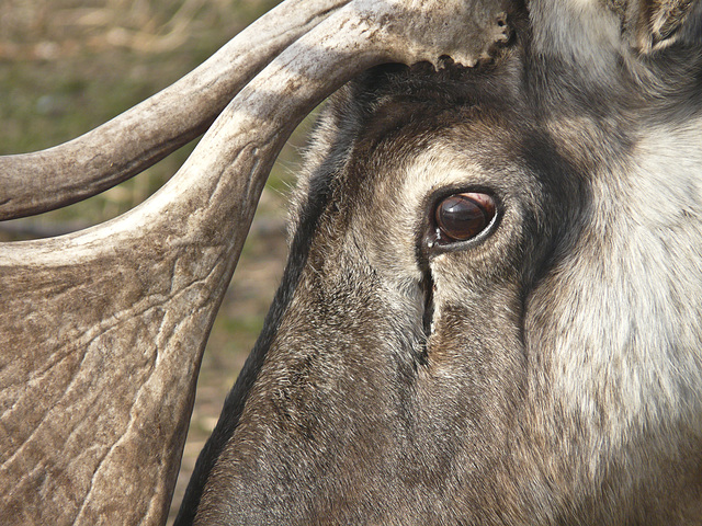 Woodland Caribou