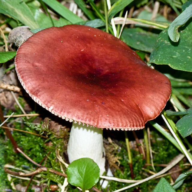 The Sickener / Russula emetica