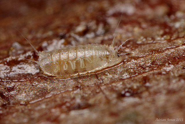 Lonchoptera larva (Lonchopteridae).