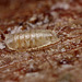 Lonchoptera larva (Lonchopteridae).