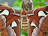 Atlas Moth / Attacus atlas