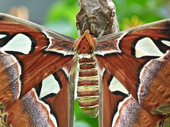 Atlas Moth / Attacus atlas