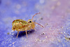 Dicyrtomina saundersi